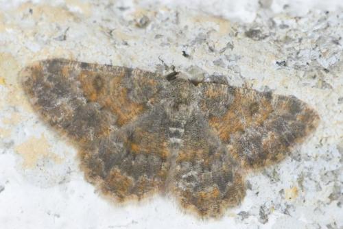Réf. 266 620 : Charissa mucidaria